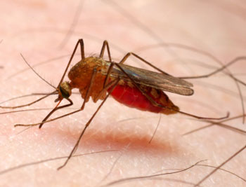 Anopheles Mosquito