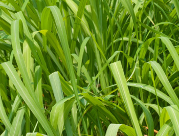 Mosquito Plant: Citronella