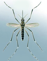 Female Mosquito