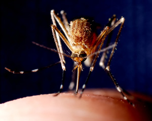 Male Mosquito