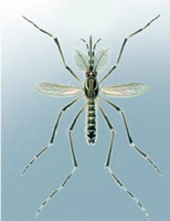 Male Mosquito