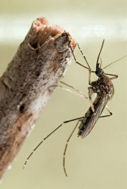 Mosquito Life Cycle